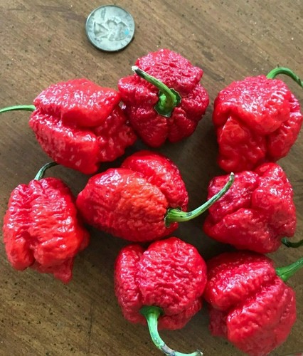 Apocalypse scorpion red chili - red,